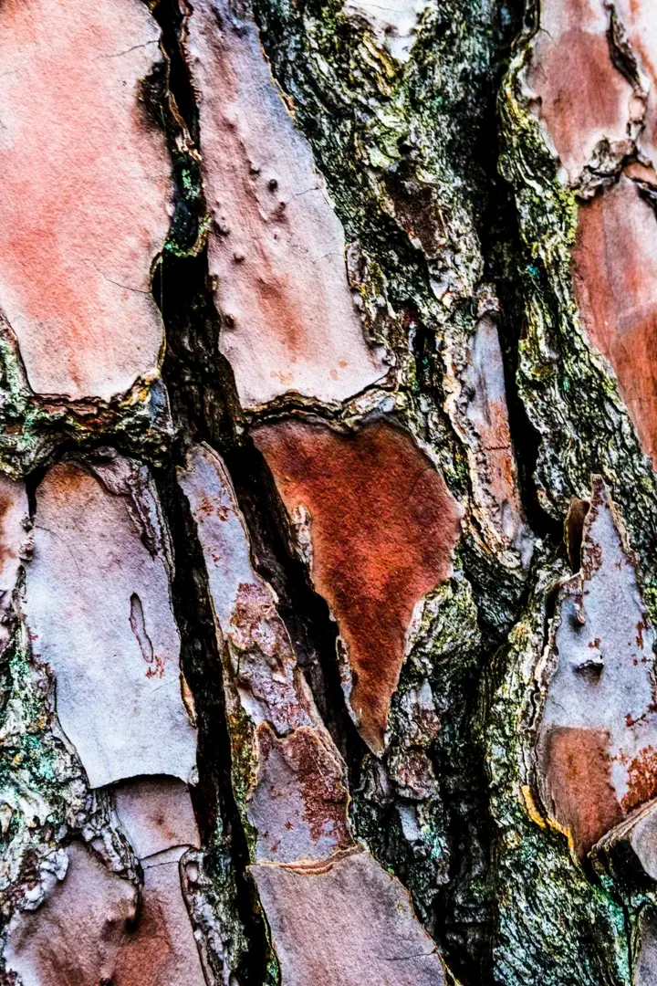 Macro détaillée de l’écorce d’un pin, présentant des plaques aux teintes rougeâtres, brunâtres et verdâtres, avec une texture rugueuse et craquelée